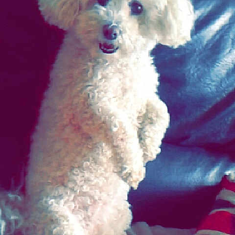 Kylie participe au concours pour gagner de l'argent avec cette photo : bichon, bichon_frise, bolognese, carnivoran, dog, dog_breed, dog_breed_group, dog_like_mammal, havanese, maltese, miniature_poodle, morkie, non_sporting_group, poodle, poodle_crossbreed, puppy, schnoodle, toy_poodle, vertebrate, water_dog