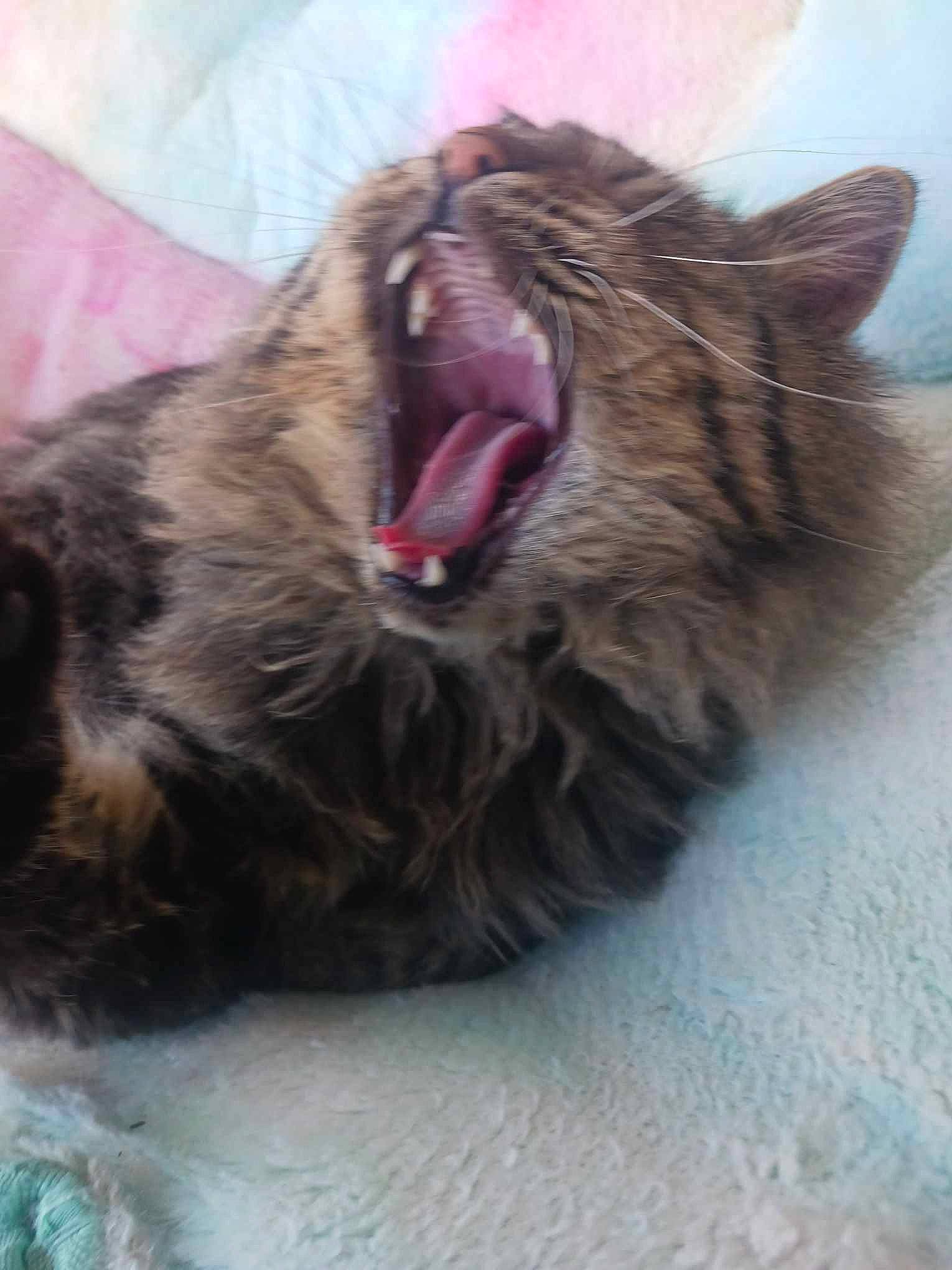 Grrfield is registered to the contest to win money with this photo: carnivore, cat, claw, fang, felidae, fur, natural_material, paw, roar, shout, small_to_medium_sized_cats, snout, terrestrial_animal, whiskers, yawn