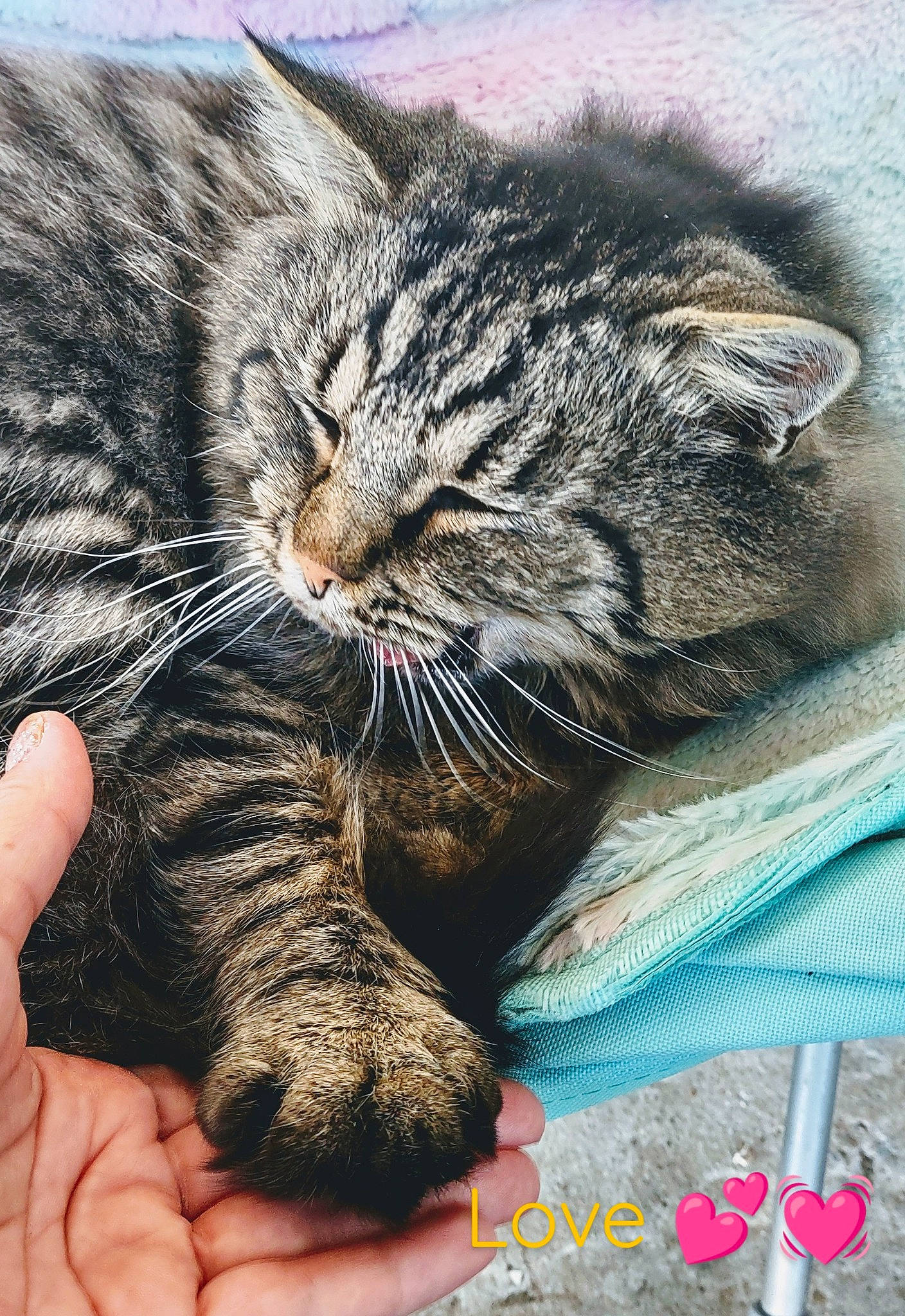 Grrfield joined the competition — help win amazing prizes! carnivore, cat, claw, domestic_short_haired_cat, felidae, fur, gesture, grass, mammal, nail, nap, paw, scissors, small_to_medium_sized_cats, snout, tail, terrestrial_animal, vertebrate, whiskers, wildlife