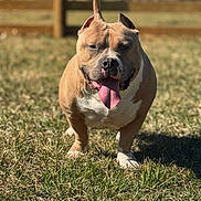 Creed is registered to the contest to win money with this photo: dog, outdoor, grass, sunny, pet, animal, canine, happy, tongue_out, fence, brown, white, standing, daytime, nature, muzzle, ears, playful, field, friendly