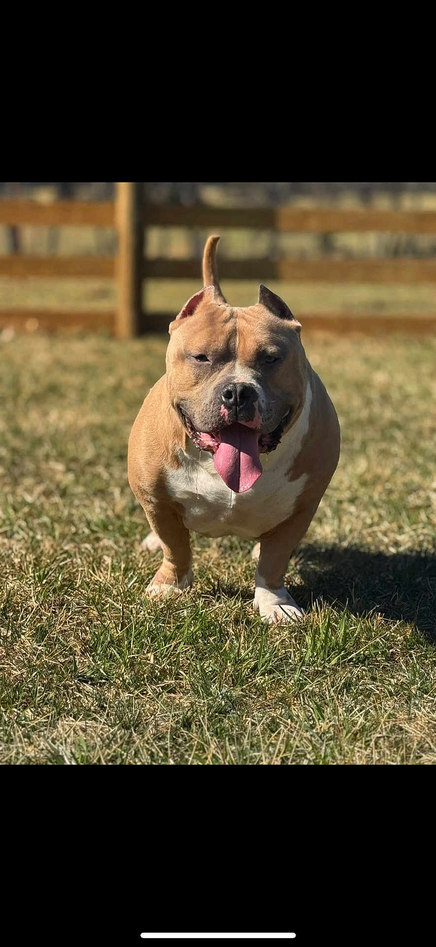Creed is registered to the contest to win money with this photo: dog, outdoor, grass, sunny, pet, animal, canine, happy, tongue_out, fence, brown, white, standing, daytime, nature, muzzle, ears, playful, field, friendly