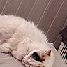 Tina a rejoint le concours — aidez-le/la à gagner de superbes lots ! animal, bed, black_mark, cat, closeup, cozy, cute, feline, fur, indoor, orange_mark, patches, peaceful, pet, quiet, relaxed, resting, sleeping, soft, white_fur