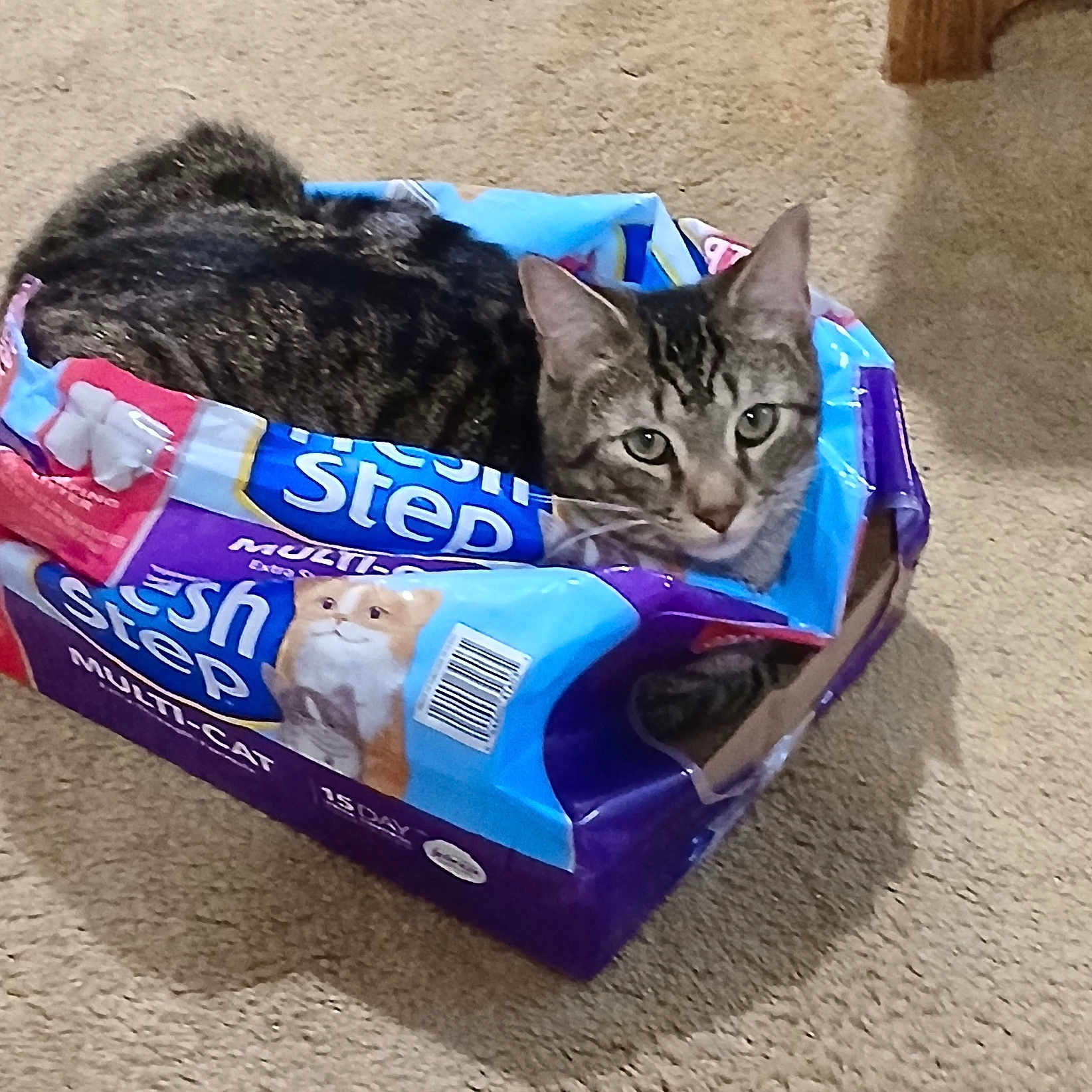 Peanut is registered to the contest to win money with this photo: animal, box, carpet, cat, cat_litter_box, container, cozy, curious, ears, feline, floor, fur, home, indoor, looking, pet, sitting, tabby, whiskers, wood