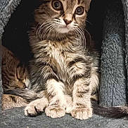 Nala a rejoint le concours — aidez-le/la à gagner de superbes lots ! kitten, cat, tabby, animal, pet, feline, cute, cozy, indoor, resting, sleeping, fur, whiskers, ears, paw, face, curious, soft, cave, companion