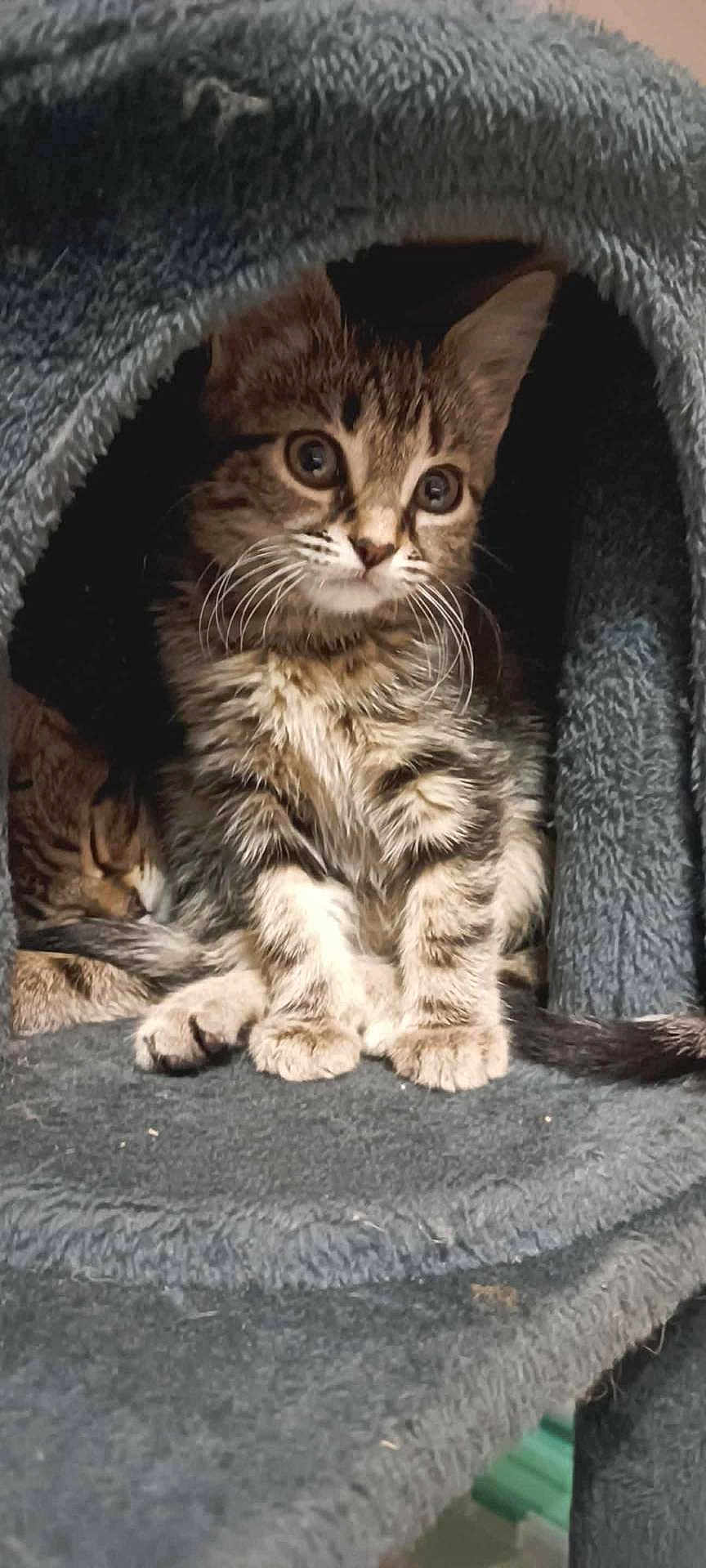 Nala a rejoint le concours — aidez-le/la à gagner de superbes lots ! kitten, cat, tabby, animal, pet, feline, cute, cozy, indoor, resting, sleeping, fur, whiskers, ears, paw, face, curious, soft, cave, companion