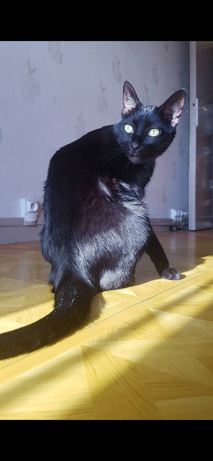 Canelle a rejoint le concours — aidez-le/la à gagner de superbes lots ! animal, black_cat, bright_eyes, cat, curious, cute, domestic_cat, door, feline, floor, fur, house, indoor, pet, shadow, sitting, sunlight, tail, wall, wooden_floor