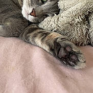 Stella a rejoint le concours — aidez-le/la à gagner de superbes lots ! cat, tabby, gray_cat, green_eyes, paw, close_up, resting, relaxed, soft_blanket, pink_blanket, fluffy_pillow, indoor, pet, whiskers, sleepy, cozy, fur, cute, animal, domestic_cat