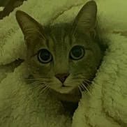 Stella a rejoint le concours — aidez-le/la à gagner de superbes lots ! animal, blanket, cat, close_up, comfort, cozy, curious, cute, domestic, ears, face, fur, indoor, pet, relaxed, snuggled, soft_texture, warm, whiskers, wide_eyes