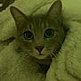 cat, blanket, cozy, indoor, fur, curious, wide_eyes, soft_texture, comfort, pet, animal, cute, close_up, warm, snuggled, relaxed, domestic, whiskers, ears, face