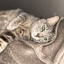 Stella participe au concours pour gagner de l'argent avec cette photo : cat, tabby_cat, green_eyes, fur, blanket, soft_texture, relaxed, close_up, indoor, resting, pet, animal, whiskers, cozy, sleepy, comfort, feline, cute, laying_down, domestic_animal