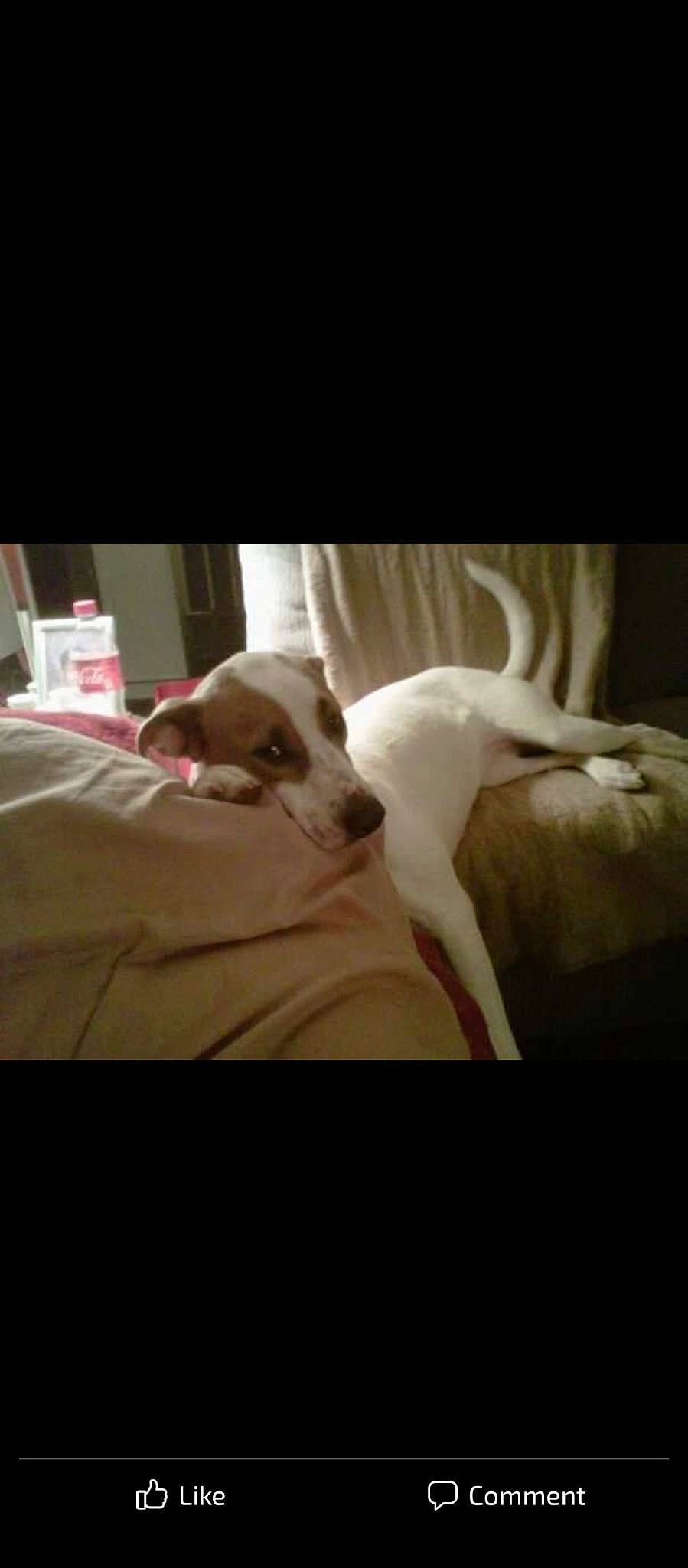 Missy Lynn Atkinson joined the competition — help win amazing prizes! abdomen, carnivore, comfort, companion_dog, dog, dog_breed, fawn, felidae, flash_photography, human_leg, knee, linens, mammal, paw, small_to_medium_sized_cats, snout, tail, toy_dog, trunk, whiskers