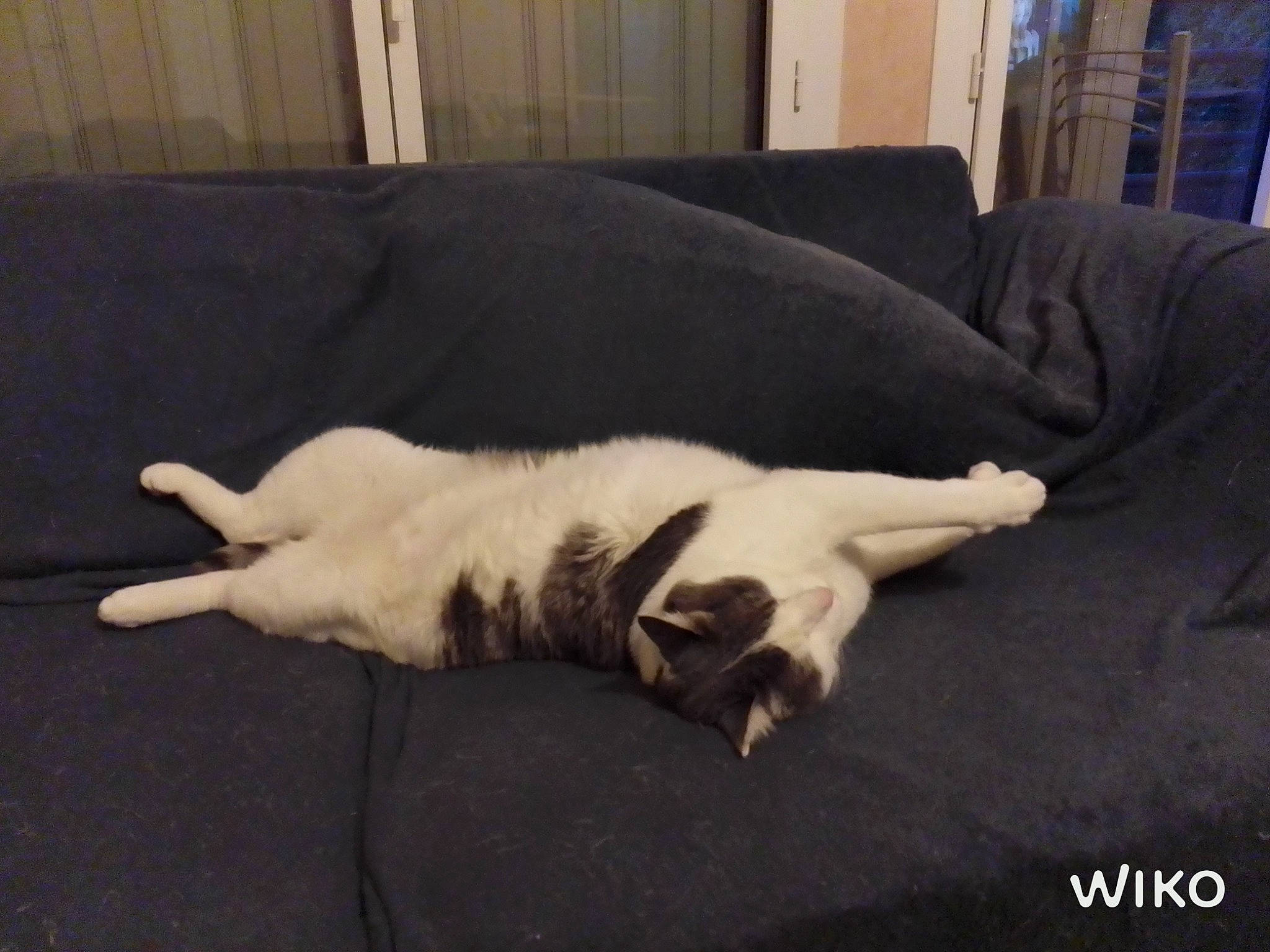 Fripouille a rejoint le concours — aidez-le/la à gagner de superbes lots ! canidae, carnivore, cat, comfort, companion_dog, couch, dog_breed, felidae, flooring, fur, hardwood, linens, nap, room, small_to_medium_sized_cats, sporting_group, tail, whiskers, window, wood