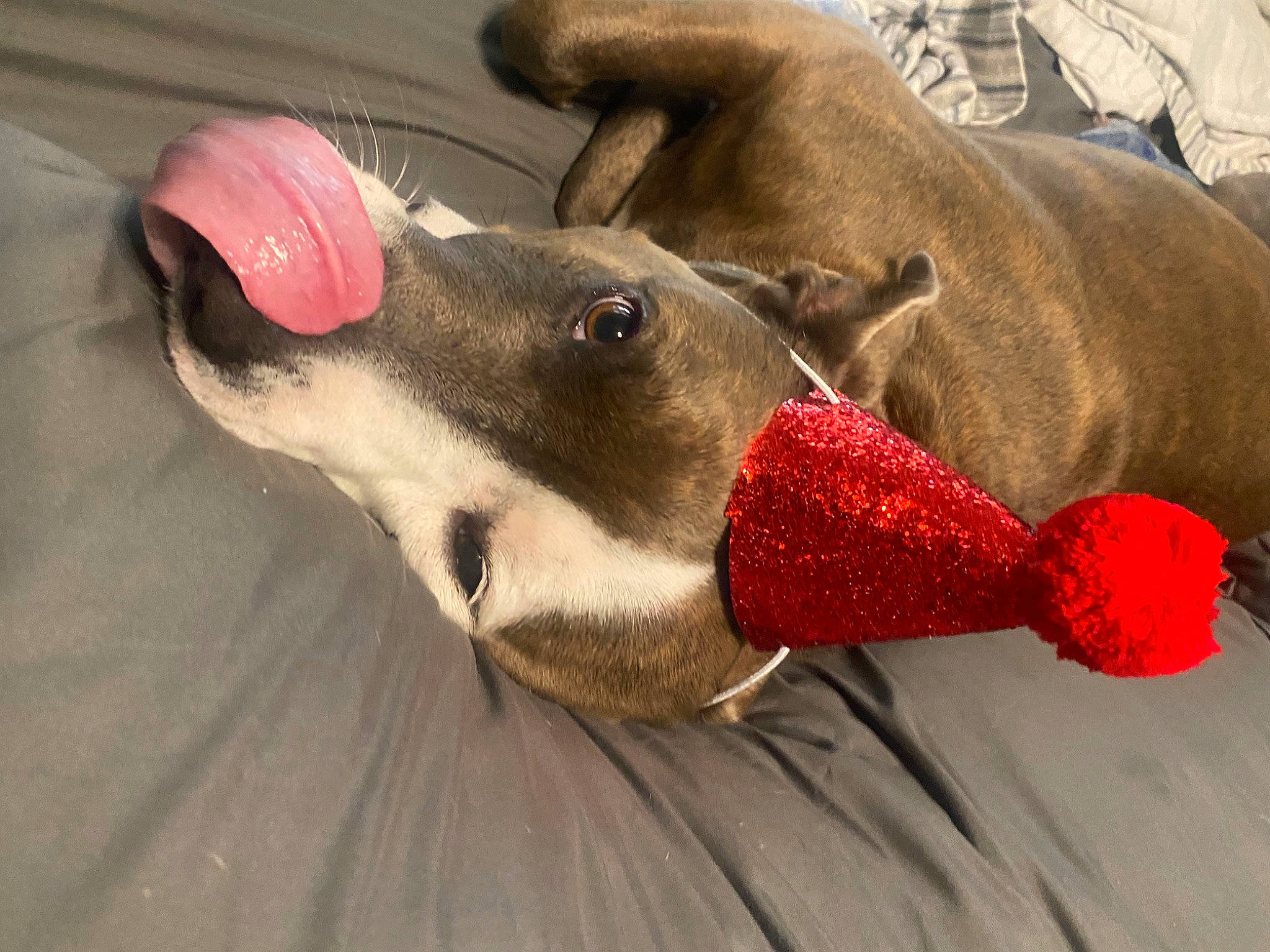 Karma joined the competition — help win amazing prizes! canidae, carmine, carnivore, collar, comfort, companion_dog, dog, dog_breed, dog_collar, dog_supply, fashion_accessory, fawn, pet_supply, rampur_greyhound, sighthound, snout, sporting_group, terrestrial_animal, whiskers, working_animal