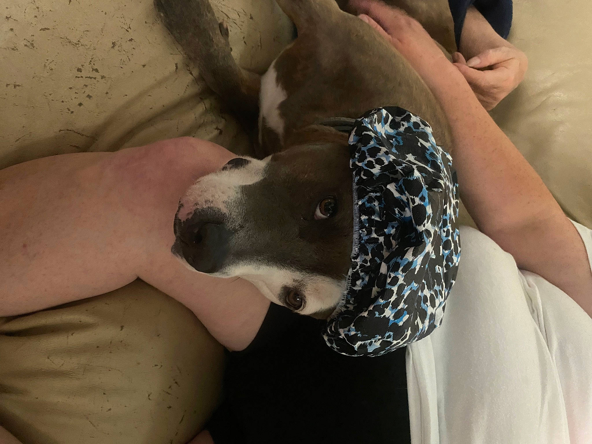 Karma joined the competition — help win amazing prizes! abdomen, carnivore, comfort, companion_dog, dog, dog_breed, dog_clothes, dress, elbow, fawn, finger, gesture, hand, human_leg, nail, snout, thigh, trunk, vertebrate, wrist