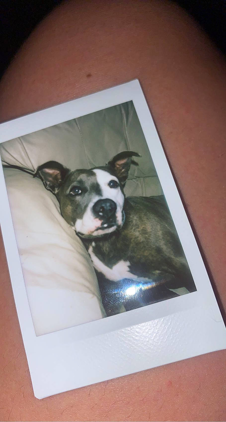 Karma joined the competition — help win amazing prizes! canidae, carnivore, circle, comfort, companion_dog, dog, dog_breed, fawn, grey, hardwood, pet_supply, picture_frame, rectangle, room, snout, sporting_group, square, terrestrial_animal, whiskers, working_animal