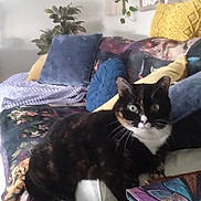 Mystic Opal is registered to the contest to win money with this photo: cat, tortoiseshell, green_eyes, couch, pillows, blanket, indoor, plant, decor, furniture, cozy, pet, animal, relaxing, home, living_room, curious, patterned, colorful, resting