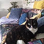 cat, tortoiseshell, green_eyes, couch, pillows, blanket, indoor, plant, decor, furniture, cozy, pet, animal, relaxing, home, living_room, curious, patterned, colorful, resting