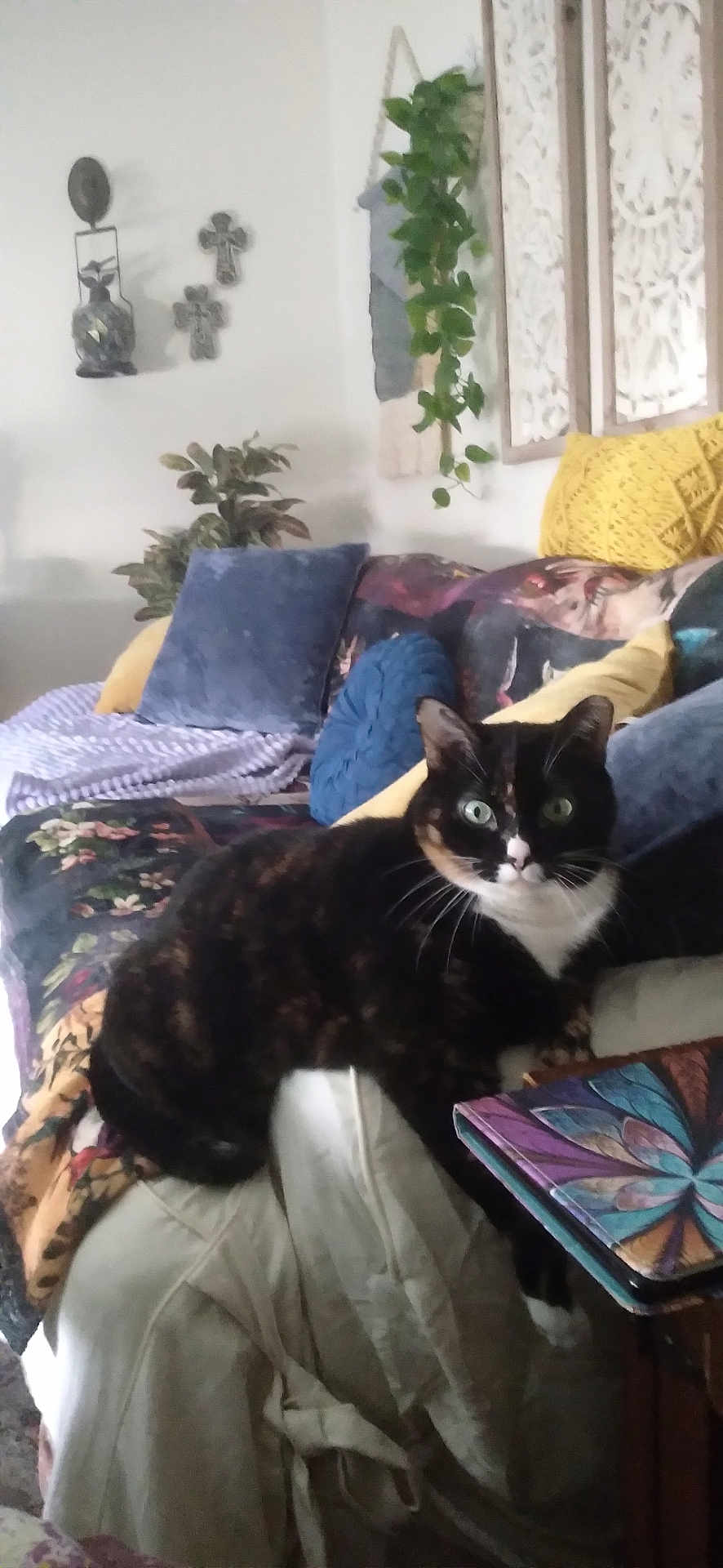 Mystic Opal is registered to the contest to win money with this photo: cat, tortoiseshell, green_eyes, couch, pillows, blanket, indoor, plant, decor, furniture, cozy, pet, animal, relaxing, home, living_room, curious, patterned, colorful, resting