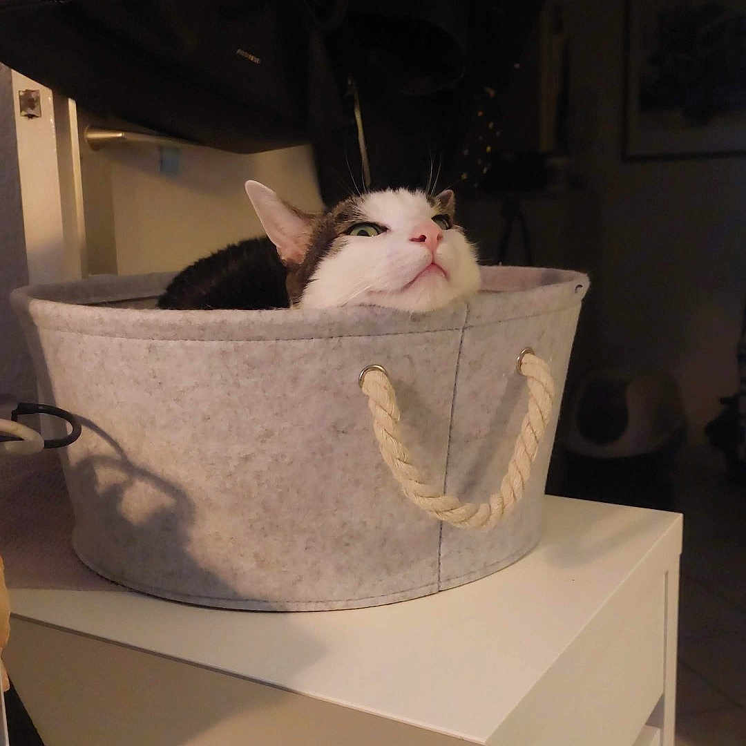 Tommy a rejoint le concours — aidez-le/la à gagner de superbes lots ! accessories, animal, bag, basket, bed, box, cat, drawer, furniture, handbag, hardwood, indoors, kitten, person, pet, purse, sleeping, table, totebag, wood