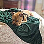 animal, bed, blanket, brown_dog, canine, comfort, cozy, cute, dog, domestic, expression, furniture, green_blanket, harness, holiday_theme, indoors, lying_down, pet, resting, soft_texture