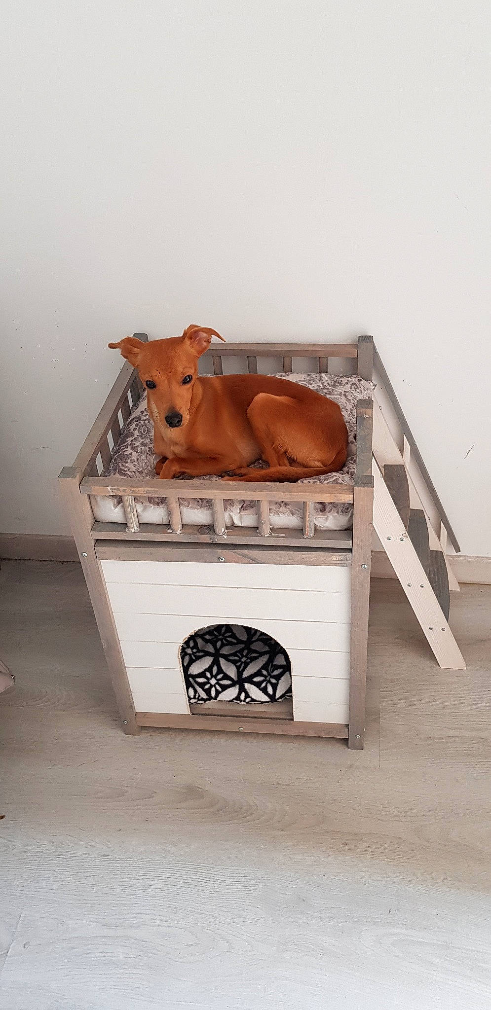 Gucci a rejoint le concours — aidez-le/la à gagner de superbes lots ! canidae, fawn, furniture