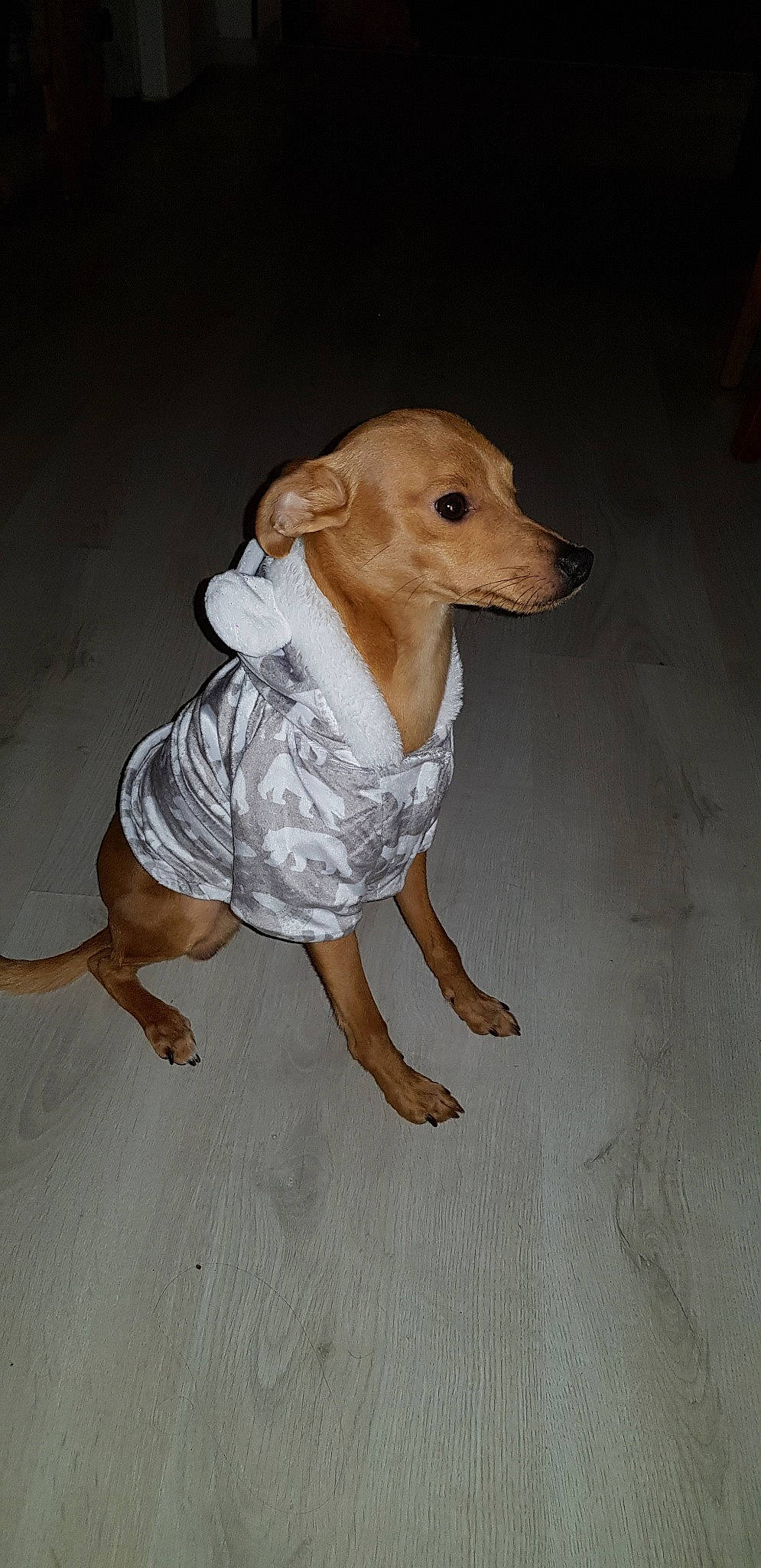 Gucci participe au concours pour gagner de l'argent avec cette photo : canidae, carnivore, companion_dog, dog, dog_breed, dog_clothes, fawn, italian_greyhound, lurcher, mammal, snout, toy_dog, vertebrate