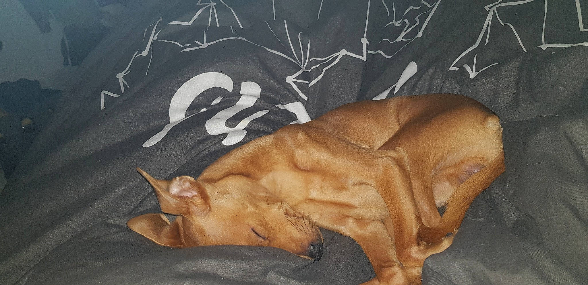 Gucci participe au concours pour gagner de l'argent avec cette photo : art, canidae, fawn, vizsla