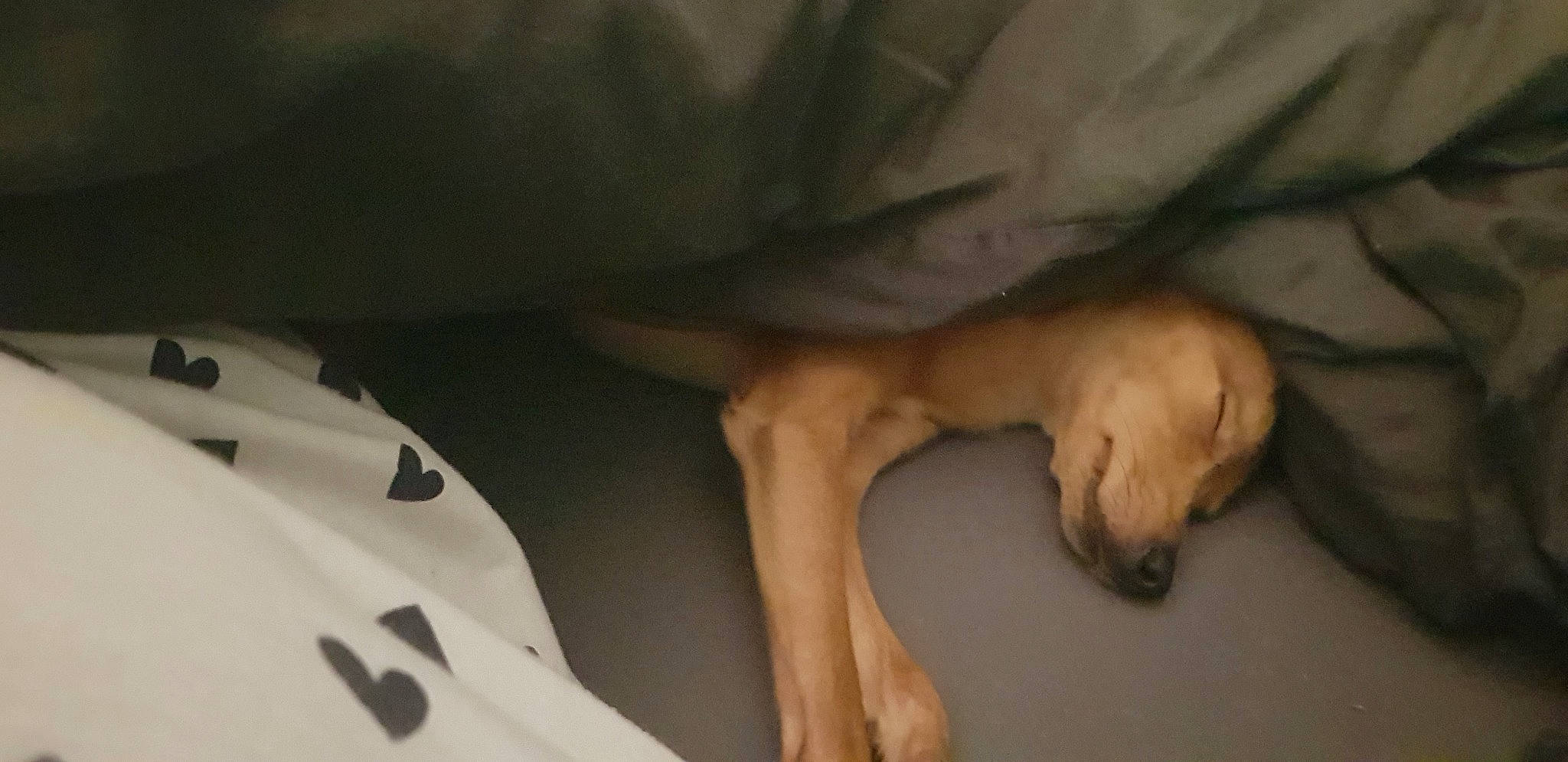 Gucci a rejoint le concours — aidez-le/la à gagner de superbes lots ! canidae, carnivore, dog, dog_breed, fawn, puppy, sporting_group, street_dog