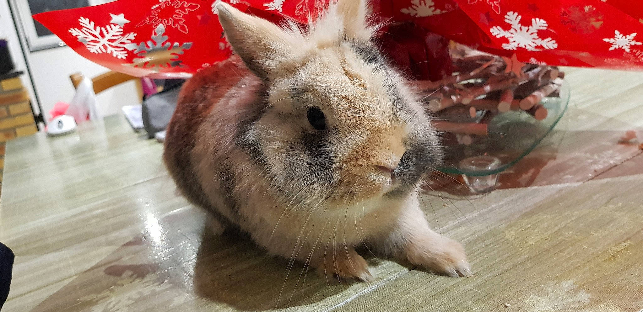 Lapinou participe au concours pour gagner de l'argent avec cette photo : domestic_rabbit, ear, fawn, hare, mammal, organism, rabbit, rabbits_and_hares, snout, snowshoe_hare, whiskers
