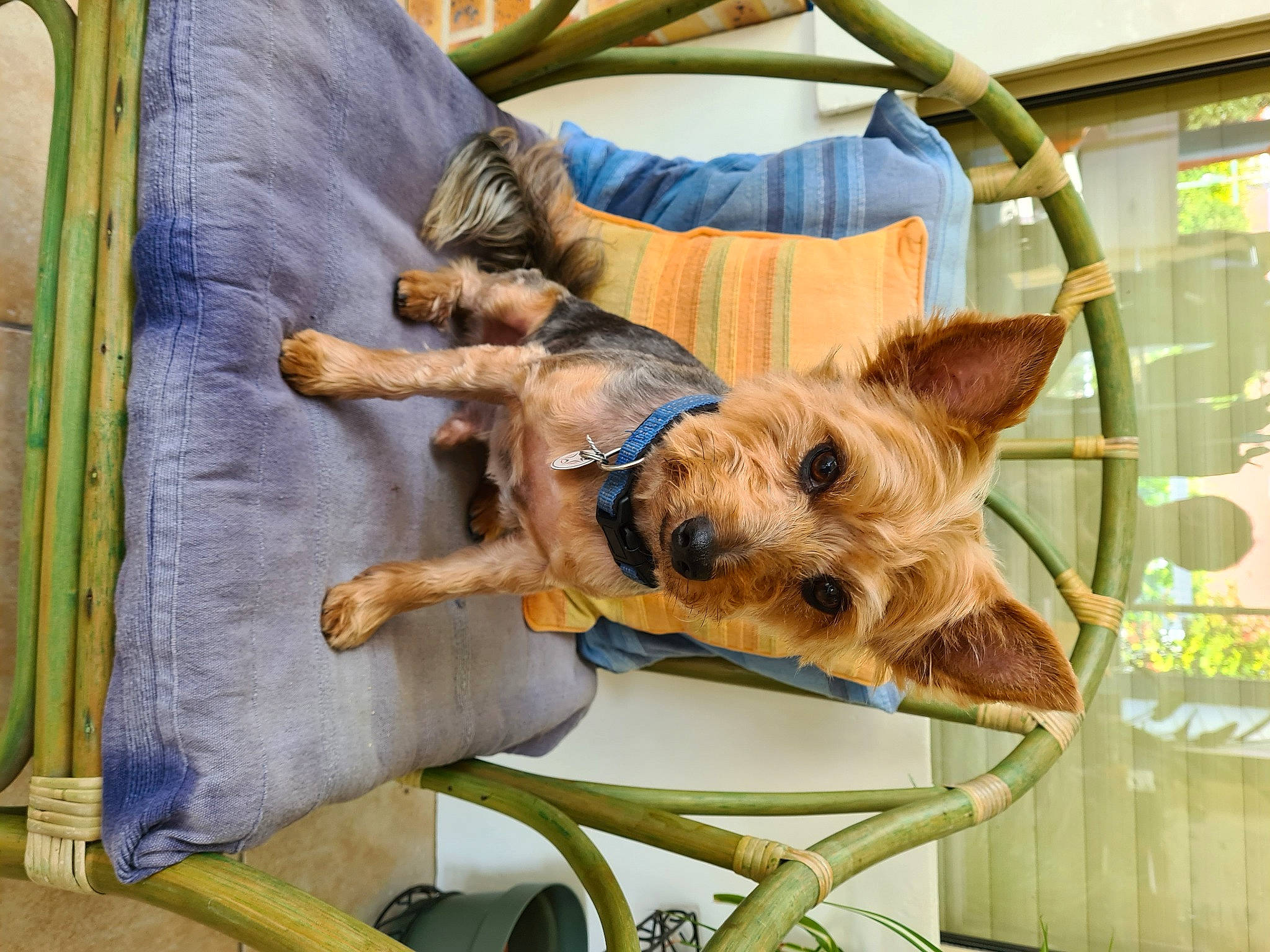 Jingle a rejoint le concours — aidez-le/la à gagner de superbes lots ! canidae, carnivore, collar, comfort, companion_dog, dog, dog_breed, dog_supply, fawn, fur, liver, mammal, pet_supply, small_terrier, sporting_group, terrier, toy_dog, working_animal, working_terrier, yorkshire_terrier