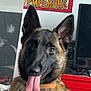 dog, german_shepherd, tongue_out, indoor, poster, anime, colorful, television, collar, pet, canine, brown_fur, black_fur, happy, ears_up, close_up, home, furniture, red_drawer, wall_art