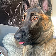 Cookie participe au concours pour gagner de l'argent avec cette photo : dog, german_shepherd, pet, indoor, bed, pillow, tongue_out, fur, ears, animal, close_up, wall_art, decor, brown, black, face, nose, eyes, resting, playful