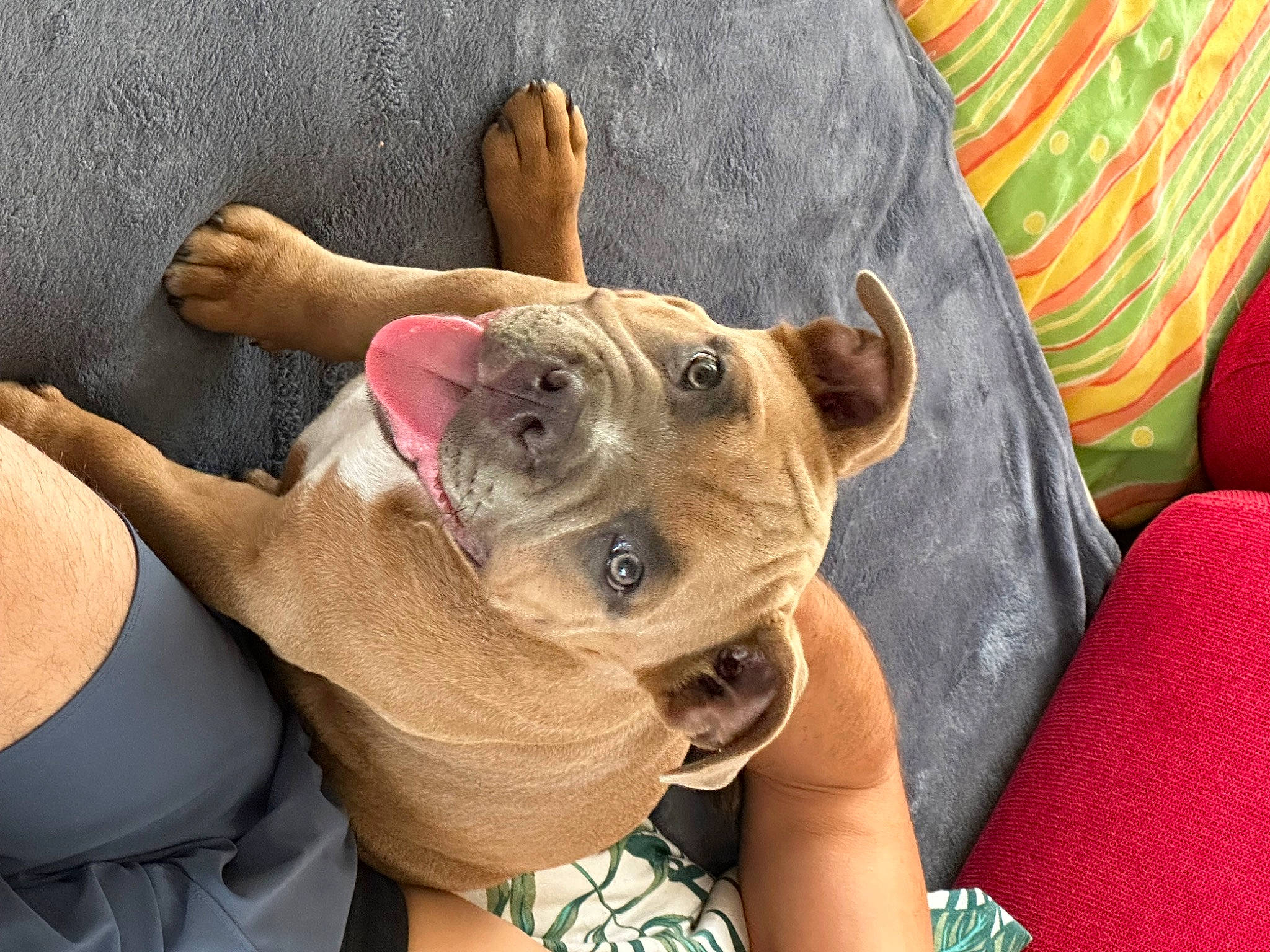 Tyson a rejoint le concours — aidez-le/la à gagner de superbes lots ! canidae, carnivore, collar, comfort, companion_dog, couch, dog, dog_breed, ear, fawn, gesture, guard_dog, paw, selfie, snout, sporting_group, toy_dog, whiskers, working_animal, wrinkle