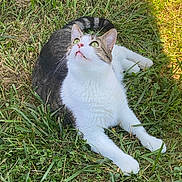 Hendrix is registered to the contest to win money with this photo: cat, grass, outdoor, green_eyes, white_fur, tabby, animal, pet, nature, curious, sunlight, whiskers, relaxed, mammal, feline, garden, leafy, daylight, closeup, cute