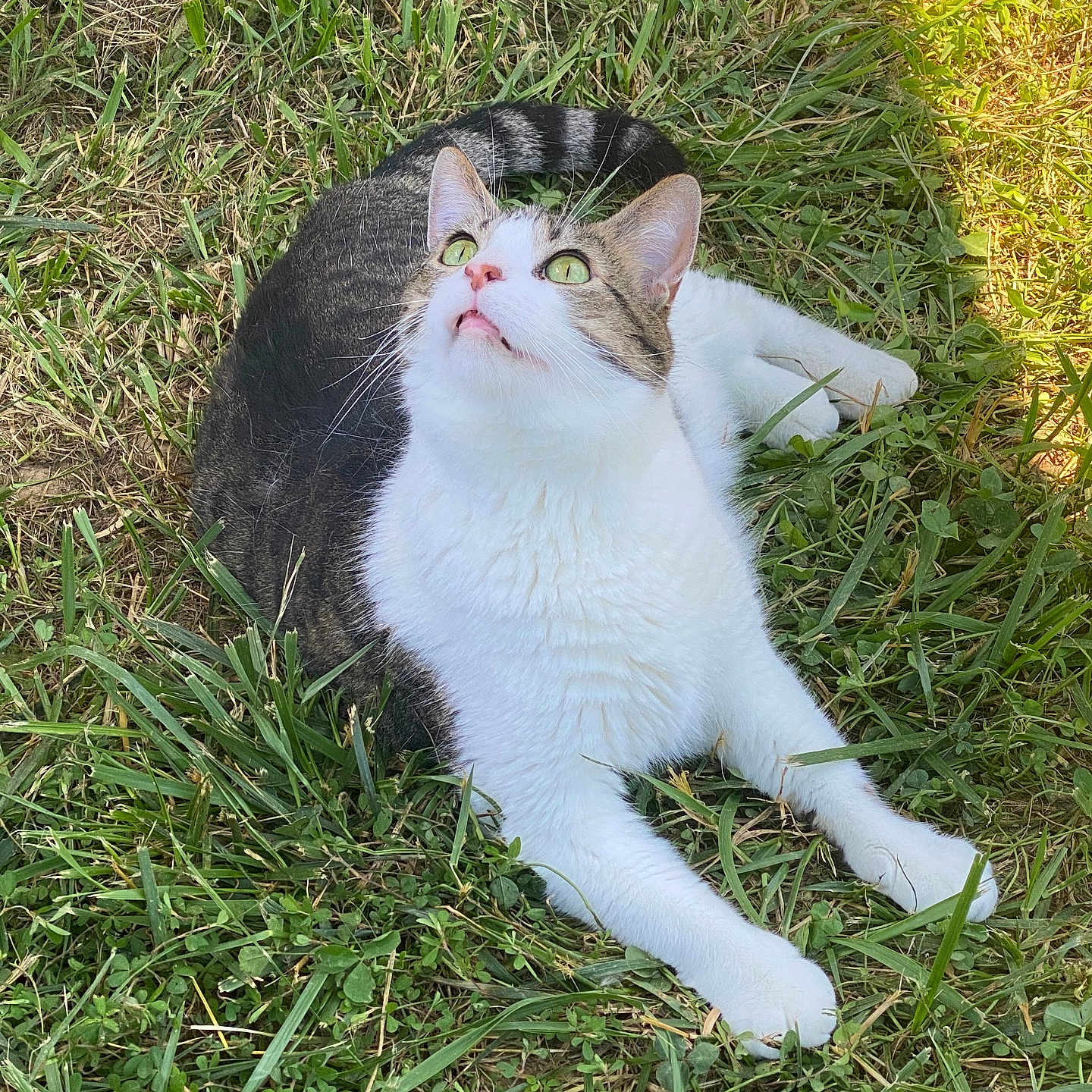 Hendrix is registered to the contest to win money with this photo: animal, cat, closeup, curious, cute, daylight, feline, garden, grass, green_eyes, leafy, mammal, nature, outdoor, pet, relaxed, sunlight, tabby, whiskers, white_fur