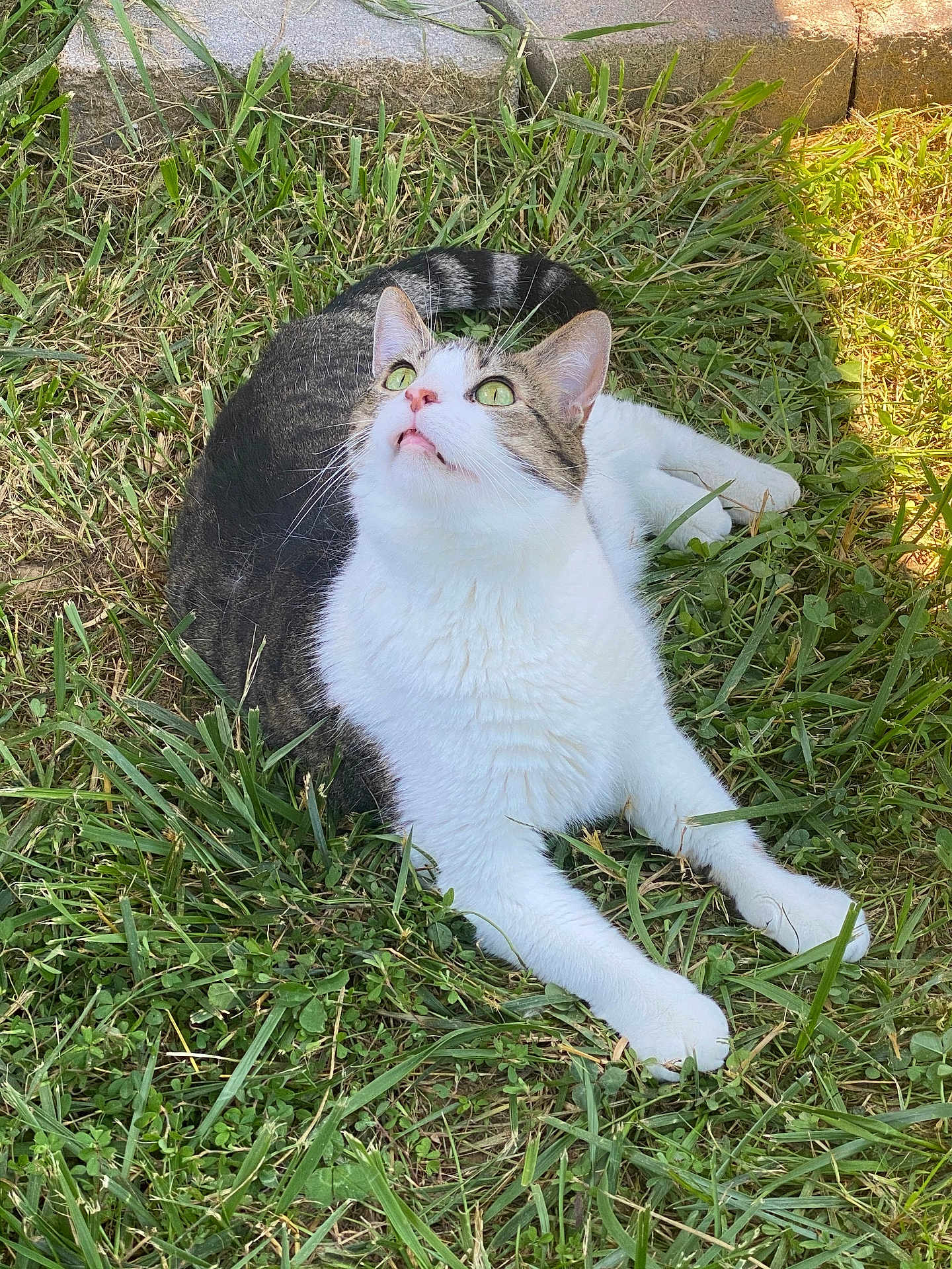 Hendrix is registered to the contest to win money with this photo: cat, grass, outdoor, green_eyes, white_fur, tabby, animal, pet, nature, curious, sunlight, whiskers, relaxed, mammal, feline, garden, leafy, daylight, closeup, cute