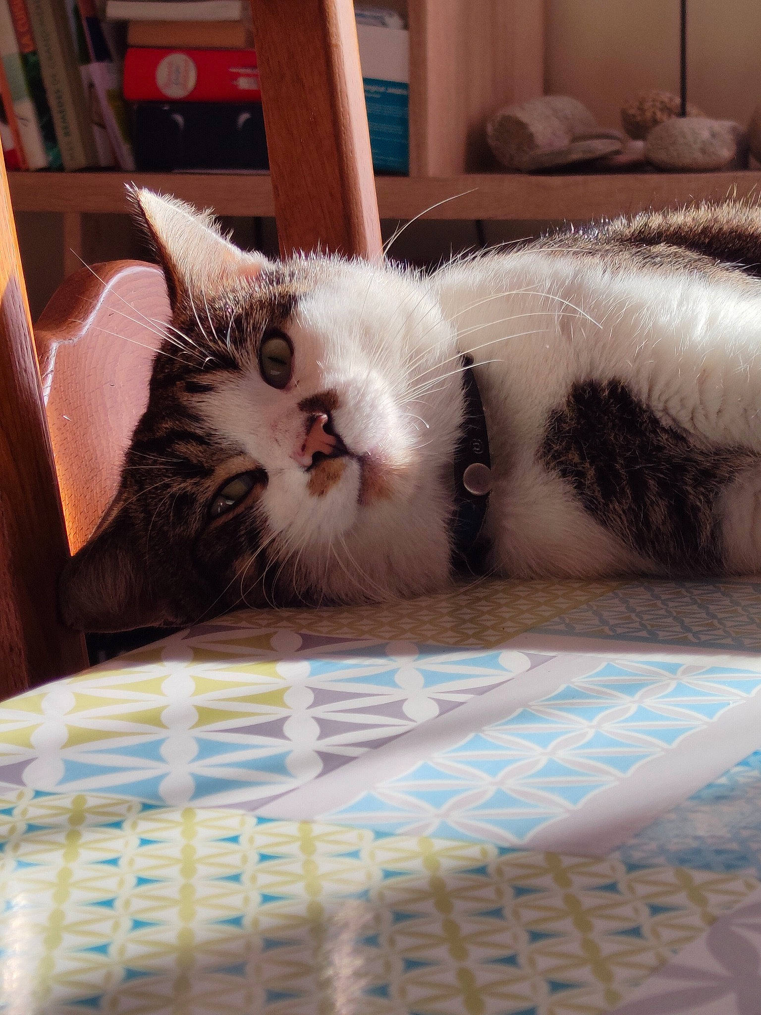 Pioupiou a rejoint le concours — aidez-le/la à gagner de superbes lots ! carnivore, cat, comfort, couch, domestic_short_haired_cat, fawn, felidae, flooring, fur, interior_design, linens, pattern, paw, room, small_to_medium_sized_cats, snout, tail, textile, whiskers, wood