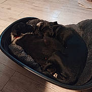 Aïko Et Alba a rejoint le concours — aidez-le/la à gagner de superbes lots ! dog, pet_bed, sleeping, cozy, floor, wooden_floor, indoor, black_dog, resting, animal, collar, home, water_bowl, fur, domestic_animal, two_dogs, relaxing, companionship, quiet, comfort