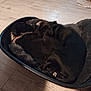dog, pet_bed, sleeping, cozy, floor, wooden_floor, indoor, black_dog, resting, animal, collar, home, water_bowl, fur, domestic_animal, two_dogs, relaxing, companionship, quiet, comfort