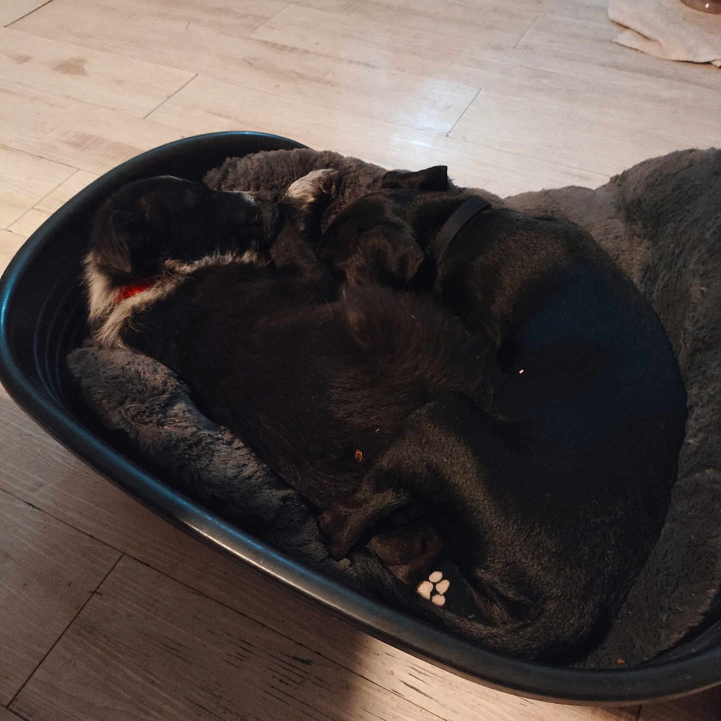 Aïko Et Alba a rejoint le concours — aidez-le/la à gagner de superbes lots ! animal, black_dog, collar, comfort, companionship, cozy, dog, domestic_animal, floor, fur, home, indoor, pet_bed, quiet, relaxing, resting, sleeping, two_dogs, water_bowl, wooden_floor