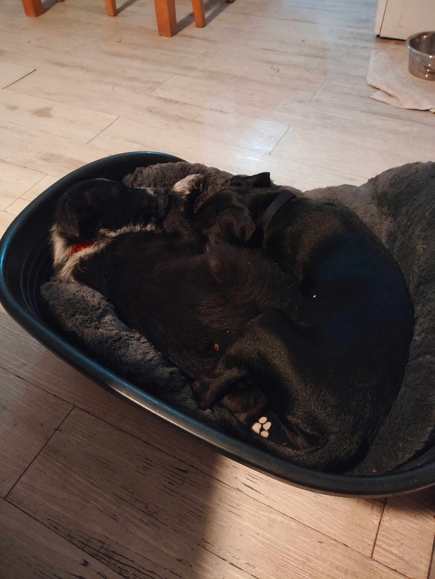 Aïko Et Alba a rejoint le concours — aidez-le/la à gagner de superbes lots ! dog, pet_bed, sleeping, cozy, floor, wooden_floor, indoor, black_dog, resting, animal, collar, home, water_bowl, fur, domestic_animal, two_dogs, relaxing, companionship, quiet, comfort