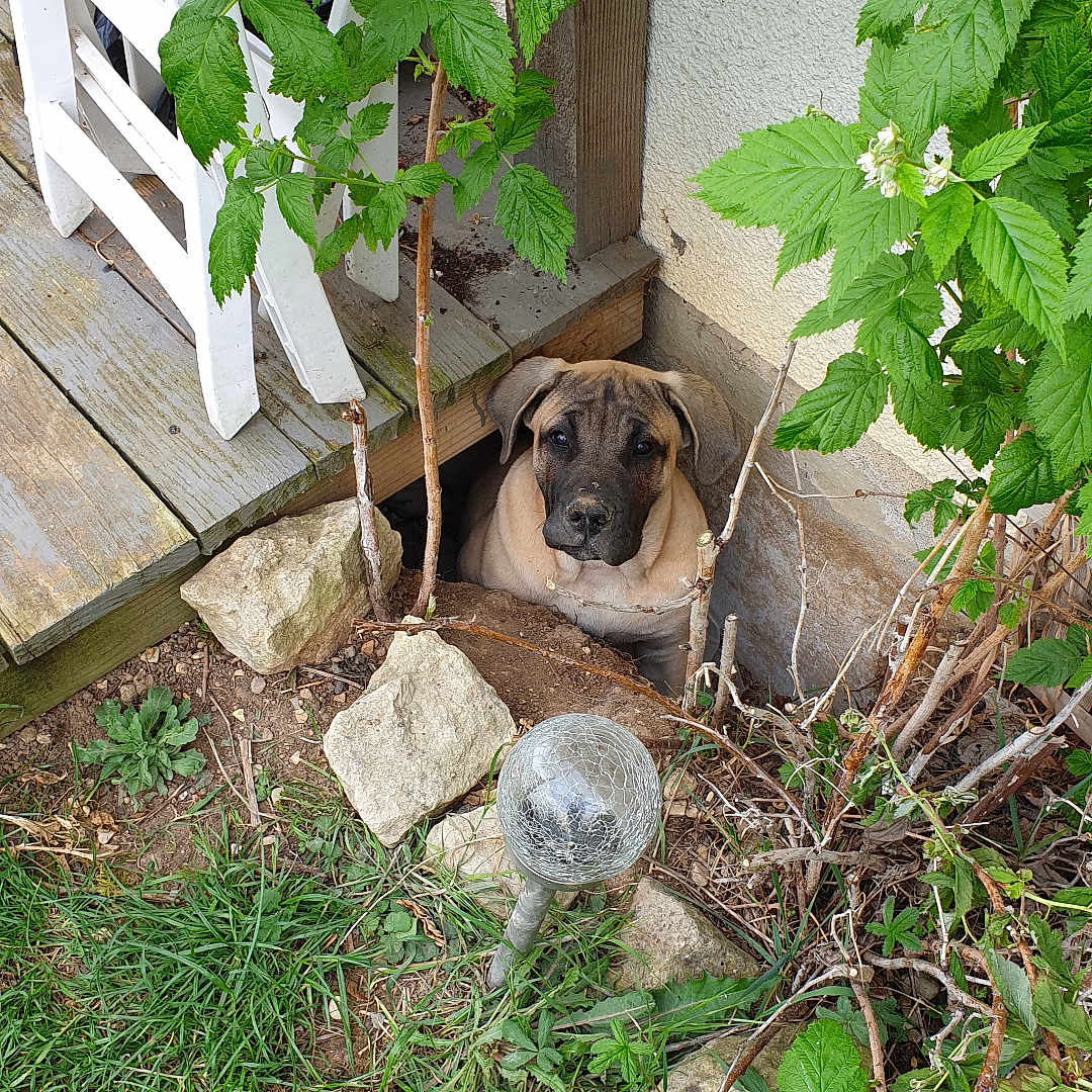 Ukan participe au concours pour gagner de l'argent avec cette photo : animal, backyard, canine, dog, flagstone, germanshepherd, herbal, herbs, leaf, nature, outdoors, path, pet, plant, puppy, slate, tree, walkway, wood, yard
