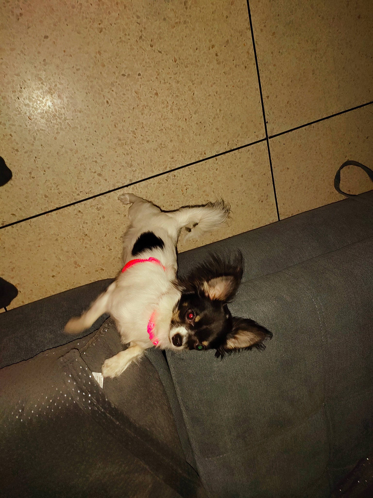 Néna participe au concours pour gagner de l'argent avec cette photo : carnivore, comfort, companion_dog, dog, dog_breed, fawn, felidae, floor, flooring, hardwood, paw, pet_supply, road_surface, shadow, small_to_medium_sized_cats, tail, tints_and_shades, toy_dog, wood, working_animal