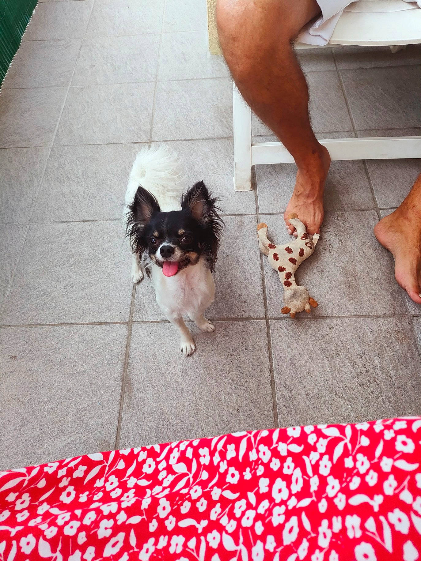 Néna participe au concours pour gagner de l'argent avec cette photo : carnivore, companion_dog, dog, dog_breed, dog_supply, fawn, floor, flooring, foot, human_leg, leg, line, pattern, pet_supply, sidewalk, snout, tail, toy_dog, white, working_animal