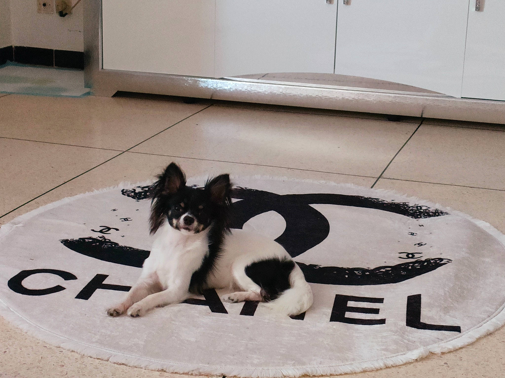 Néna a rejoint le concours — aidez-le/la à gagner de superbes lots ! carnivore, cat, cat_supply, comfort, companion_dog, dog_breed, felidae, floor, flooring, font, fur, hardwood, linens, mat, paw, pet_supply, rectangle, small_to_medium_sized_cats, tail, whiskers