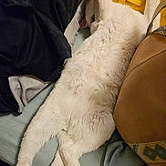 Marduk is registered to the contest to win money with this photo: bag, bed, bedding, belly_up, blanket, cat, close_up, clothing, cozy, domestic, fur, furniture, indoor, paws, pet, pillow, relaxed, sleeping, stretched, white_cat