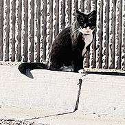 Mittens is registered to the contest to win money with this photo: bell, cat, collar, concrete, curb, domestic_cat, fence, gravel, outdoor, pavement, paws, pet, shadow, sitting, sunlight, tail, texture, tuxedo_cat, vertical_slats, whiskers