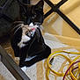 Mittens joined the competition — help win amazing prizes! baseboard, black_and_white, cat, close_up, collar, curious, extension_cord, floor_tile, heart_tag, indoor, metal_frame, pet, shadow, sitting, table_leg, tiled_floor, tuxedo_cat, wall, whiskers, yellow_cable