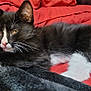 Medussa joined the competition — help win amazing prizes! cat, kitten, tuxedo_cat, black_and_white, paws, paw_pads, whiskers, pink_nose, fur, blanket, red_blanket, bedding, indoor, pet, sleepy, closeup, portrait, cozy, domestic_animal, lounging