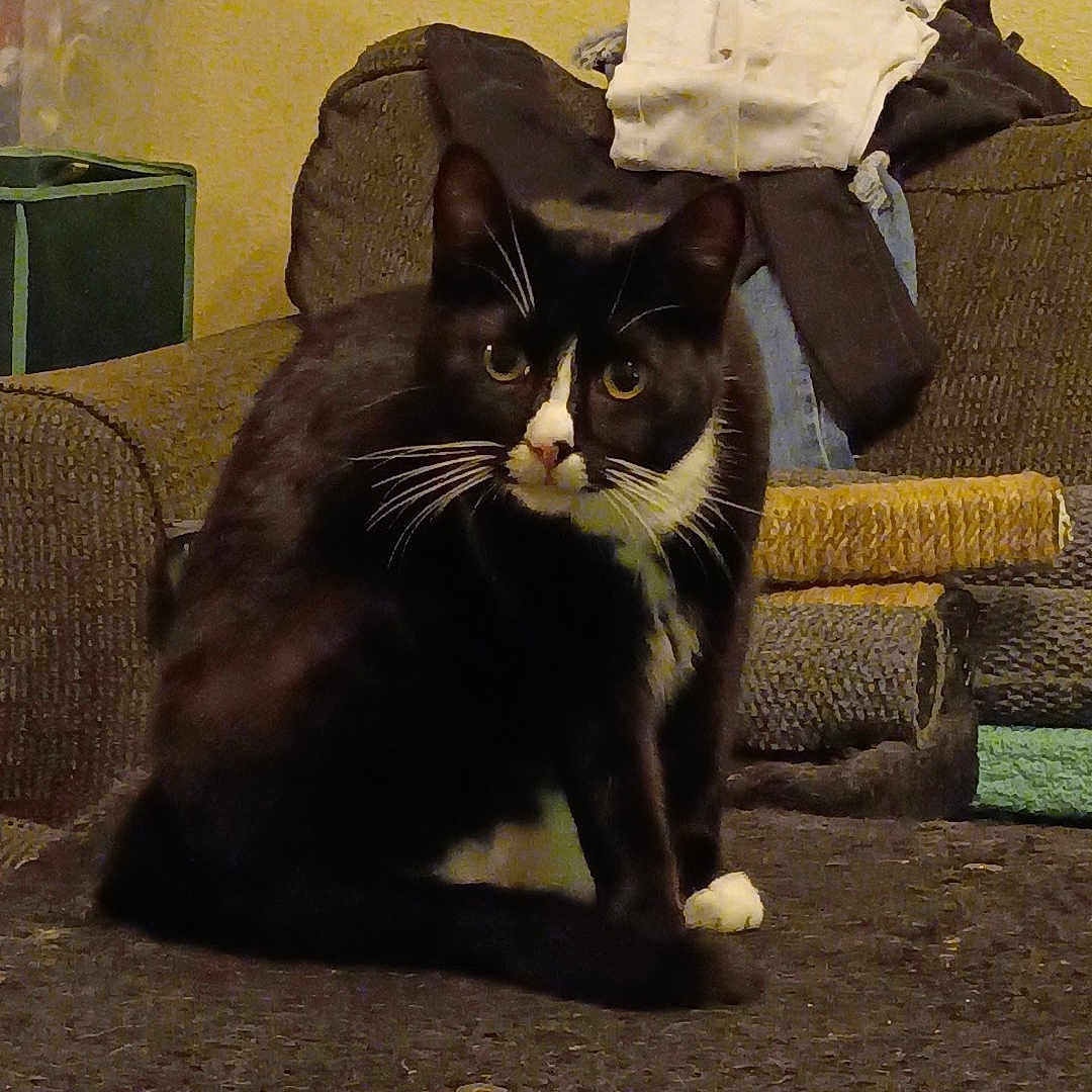 Medussa is registered to the contest to win money with this photo: black_and_white, box, cat, cat_tree, close_up, couch, cozy, folded_clothes, furniture, home, indoor, looking_at_camera, paws, pet, portrait, scratching_post, sitting, tuxedo_cat, whiskers, yellow_wall